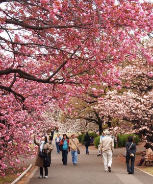 KHÁM PHÁ MÙA HOA ANH ĐÀO NHẬT BẢN  TOKYO – IBARAKI -  HAKONE – NÚI FUJI – KAWAGUCHIKO