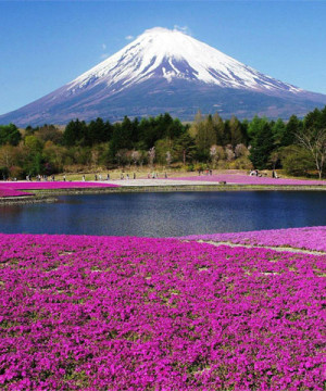 TOKYO-HAKONE-FUJI-KAWAGUCHIKO 4N3Đ 23/6/2017